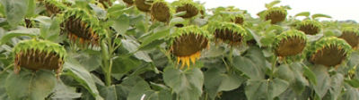 Tout savoir sur le Mildiou du Tournesol !