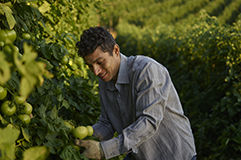 Male farmer checking tomato plant