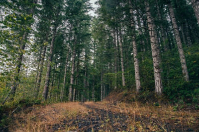 Trail in forest with tall pine trees