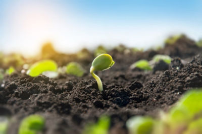 TSI NAS CULTIVARES DE SOJA