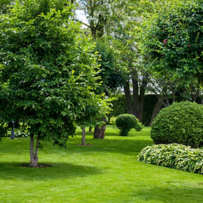trees in yard