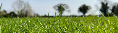 Trophy XL Herbicide