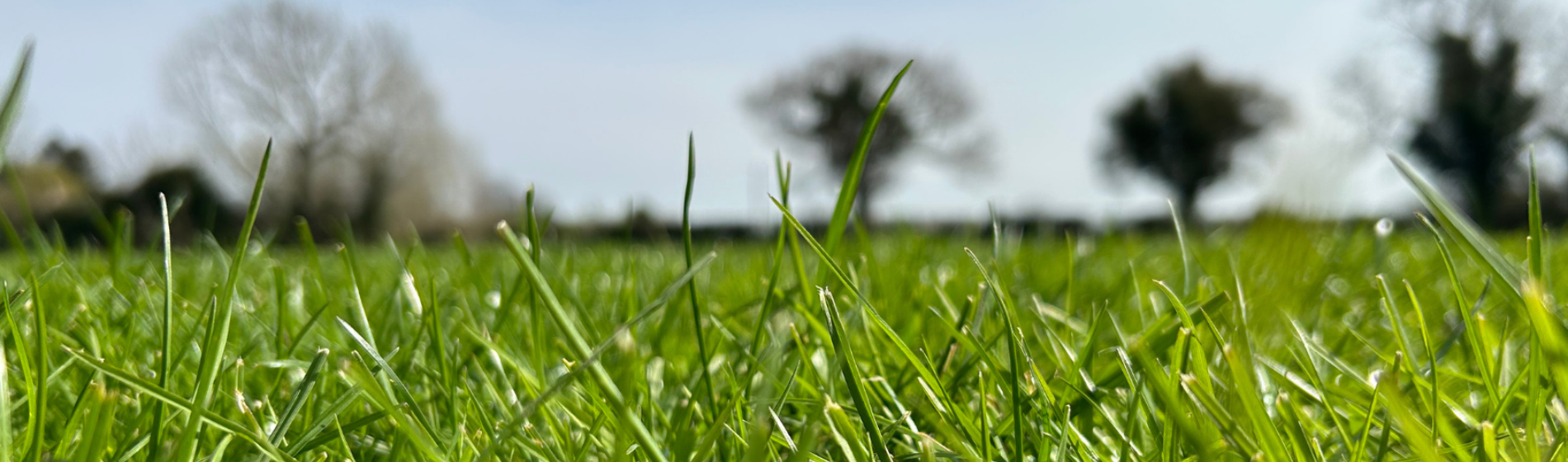 Trophy XL Herbicide