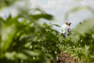 Two men in cornfield; corn stalks in foreground