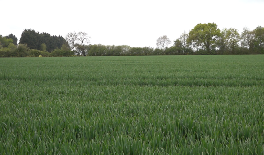 IMG-UK-en-Wheat-image-GS-for-T1-and-T2.png