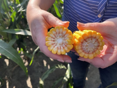 Untreated broken ear of corn
