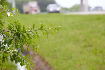 Weeds along side GA Roadside