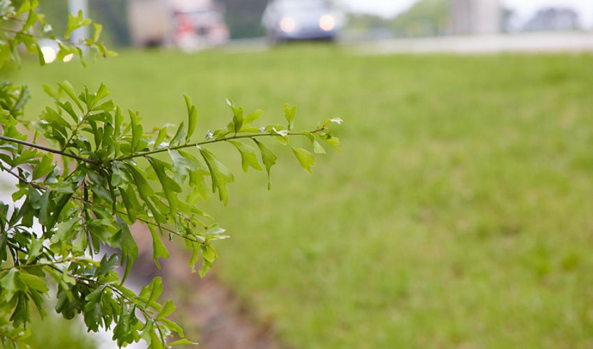 Weeds along side GA Roadside
