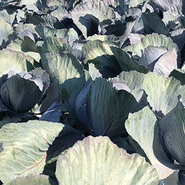 Vegetable Kerb Flo