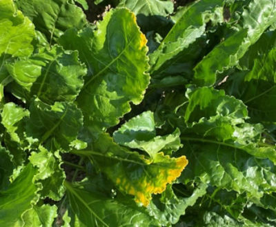 IMG-Vergeling-bieten-EU-NL-V1