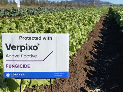 Verpixo application in lettuce demonstrating outstanding sclerotinia control.