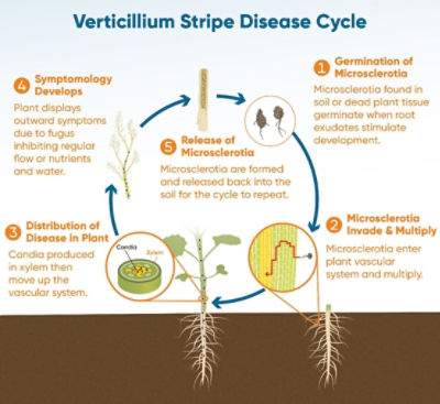 Verticillium stripe disease life cycle.