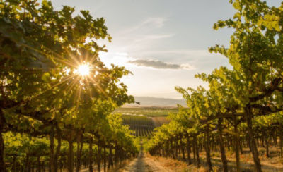 Vineyard - Timeline of crop protection advances