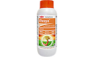 Vivaya