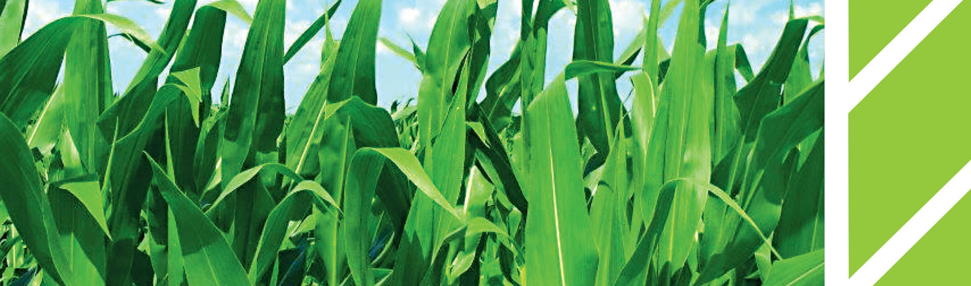 IMG-WWW_3000X3000_NEW Kinsidro_Grow-Corteva-EU-BG-V1