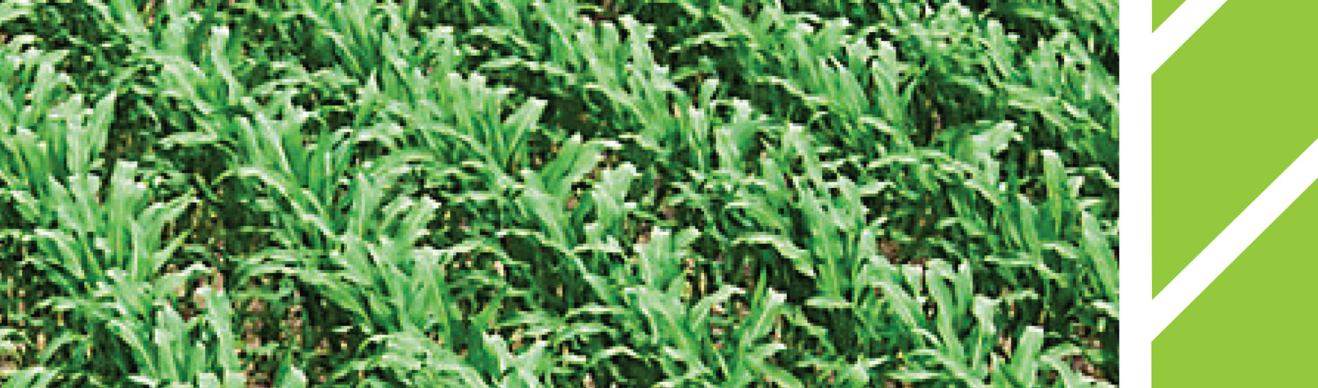 IMG-WWW_3000X3000_NEW_Utrisha-Corteva-EU-BG-V1