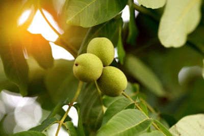 Walnut tree