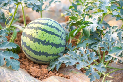 Watermelon on vine