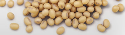 Webinar hero soybeans