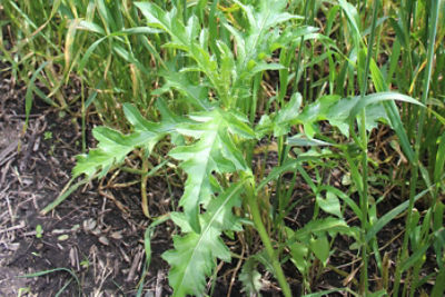 Weed-2 Alt