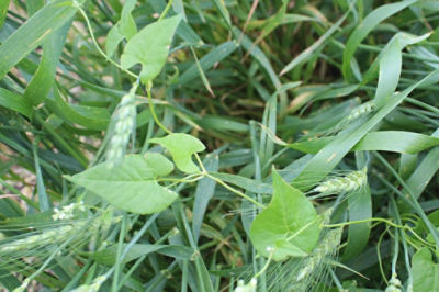 Weed-3 Alt