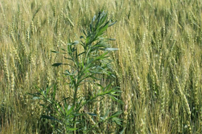 Image of kochia in a wheat field