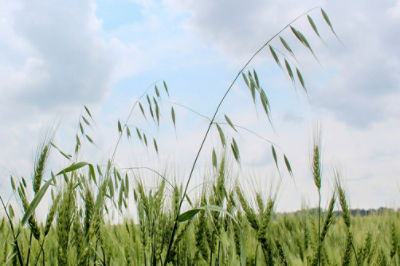 Image of wild oats