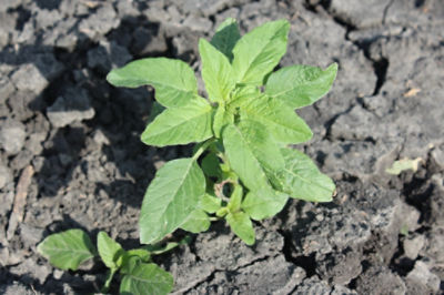 Image of pigweed