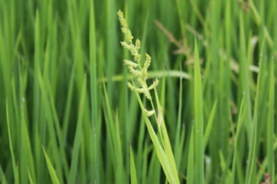 Rice Close Up