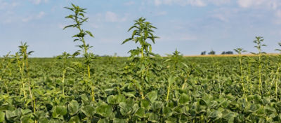 field of weeds