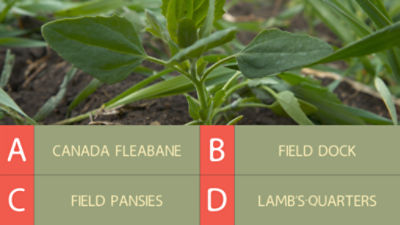 Weed ID quiz