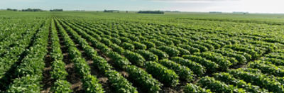 panorama of green crops under blue sky