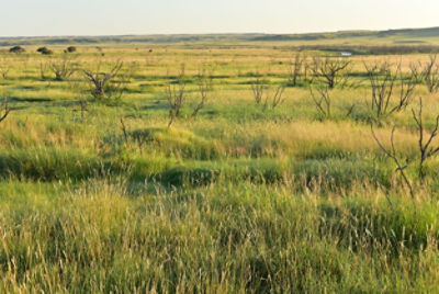 Mesquite mortality in West TX