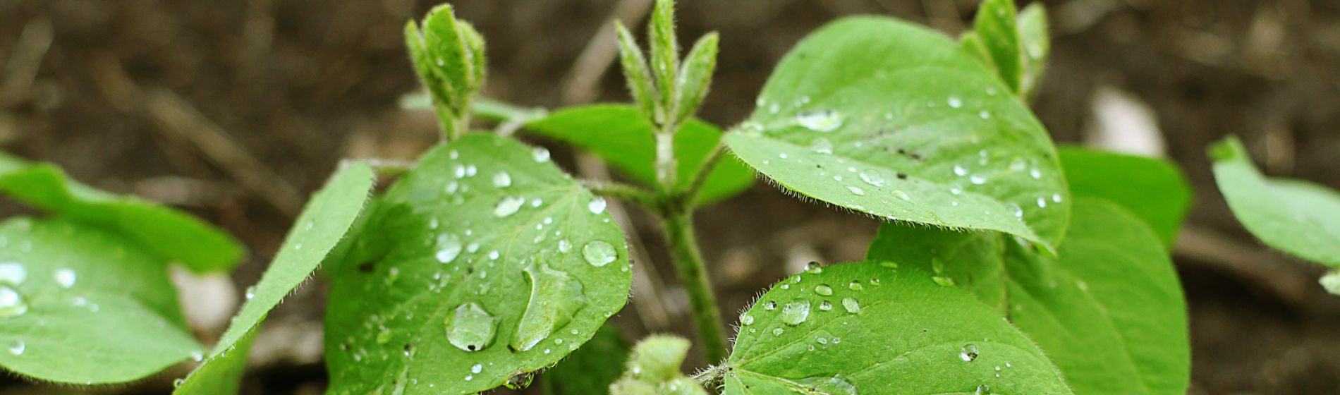 Wet soybean leaf