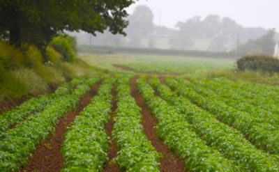 Wet Potatoes in Northants
