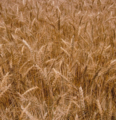 Your Seed Is Protected