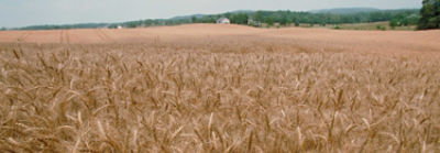 Delivering Wheat Varieties with Exceptional Yield Potential