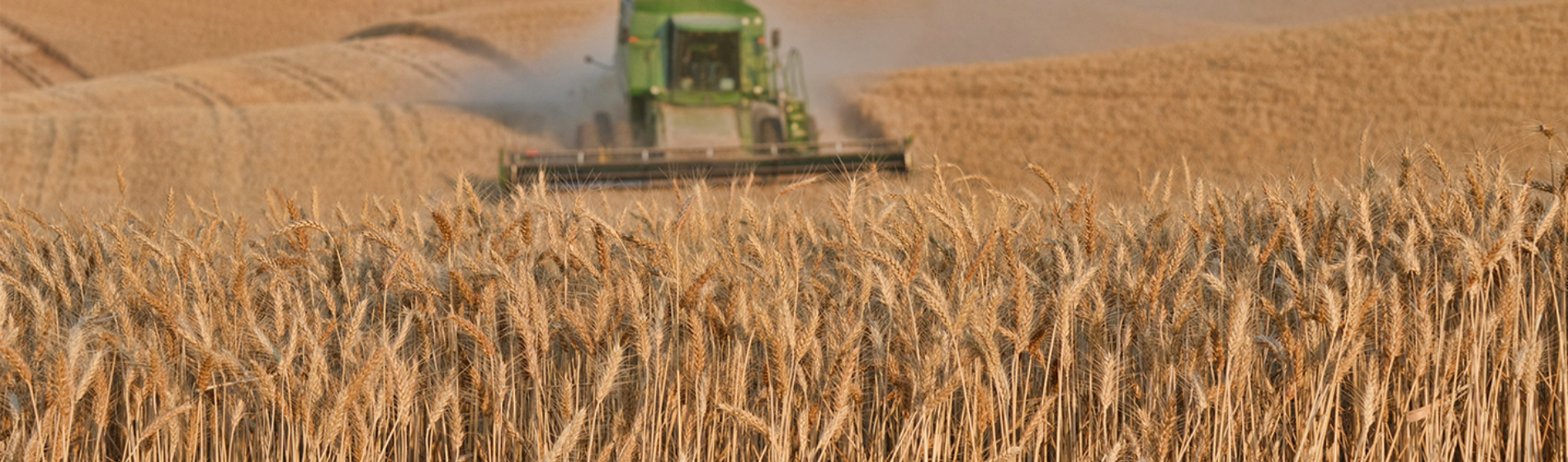 Wheat harvest