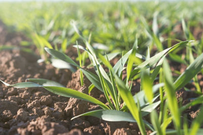 Wheat seed treatments