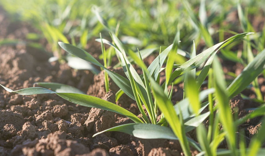 Wheat seed treatments