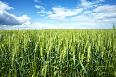 winter wheat