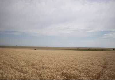 Wheat field cover crop