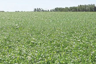 Wheat field