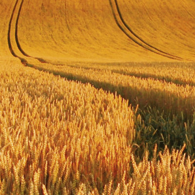 Image of wheat field