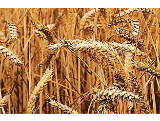 Image of wheat in a field.