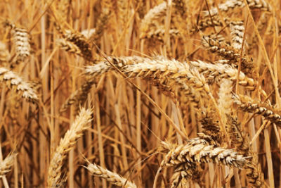 Image of wheat in a field.