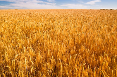 Image of a wheat field