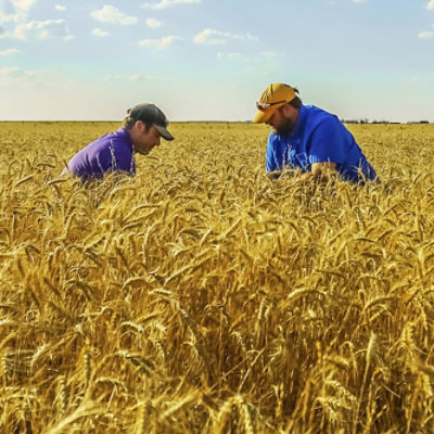 Image of farmers in wheat field