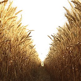Image of a wheat field