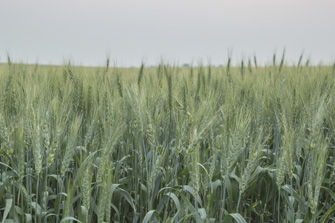 Wheat head